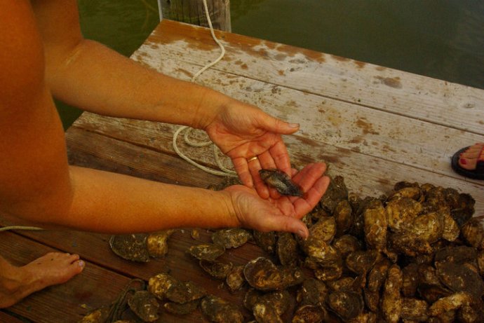 Oyster floats provide habitat for wildlife. In addition to this small fish called a Blenny, we find Black Fingered Mud Crab, White Fingered Mud Cab, Goby, Skilletfish, American Eel, Annelid Worm, Muscles, and Barnacles,