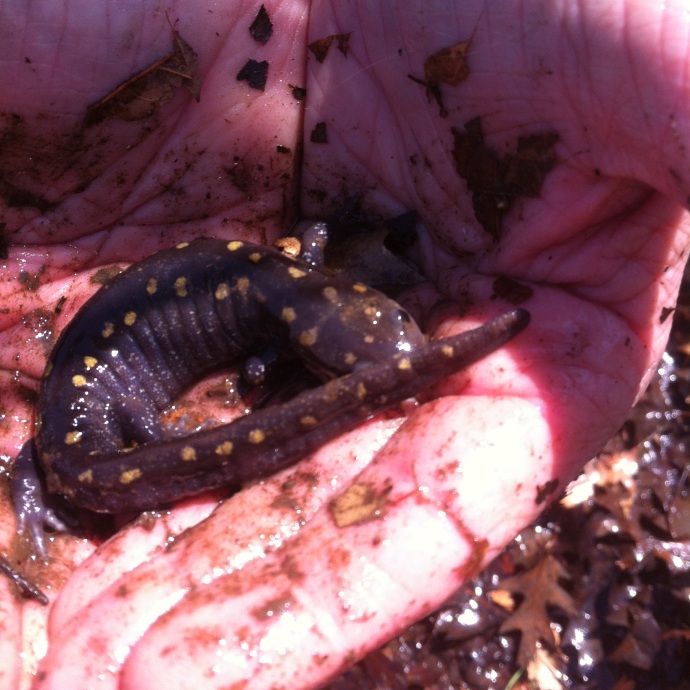 Spotted Salamander (Ambystoma maculatum) found in the fish pond at Bayfields, April 5, 2013