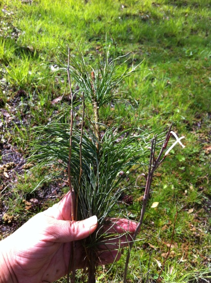 DNR Seedlings from left to right, Sycamore, Black Locust, White Pine, Flowering Plum